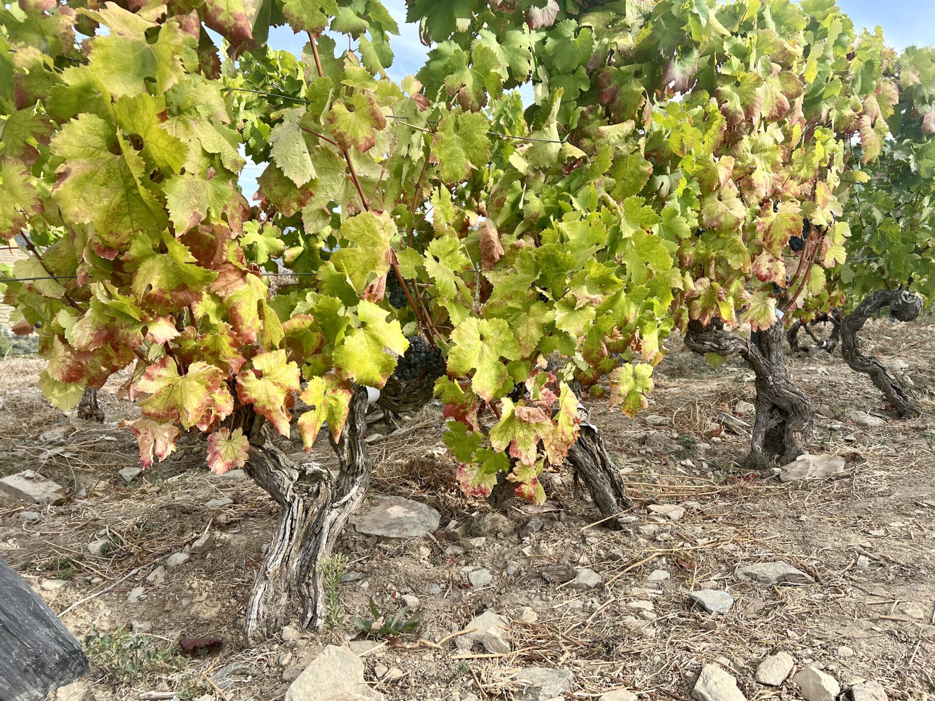 Porto – from the city to the slopes – Insider Tasting